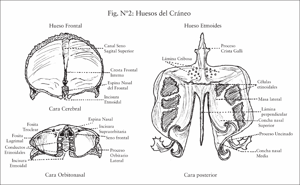 Anatomía del sistema estomatognático 