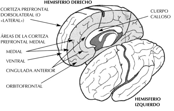 corteza cingulada anterior