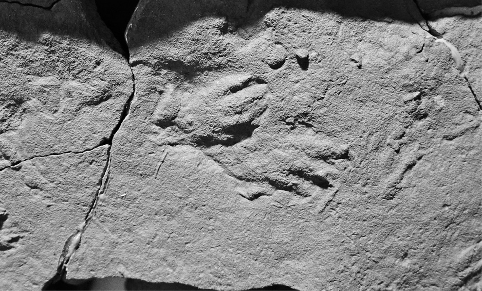 Chap001_fig001b_9780062490421.tif