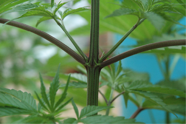 Figura 2. Preflores hembra.