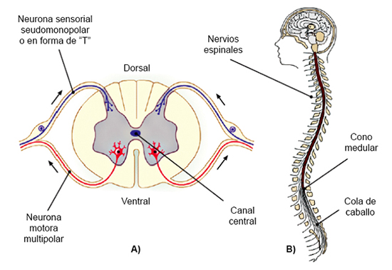 Tipos De Neuronas Motoras Sensoriales