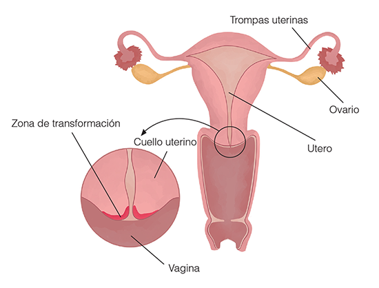 ilustración del ovario
