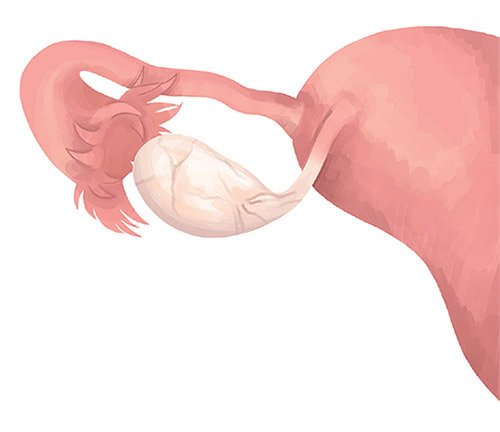 ilustración del ovario