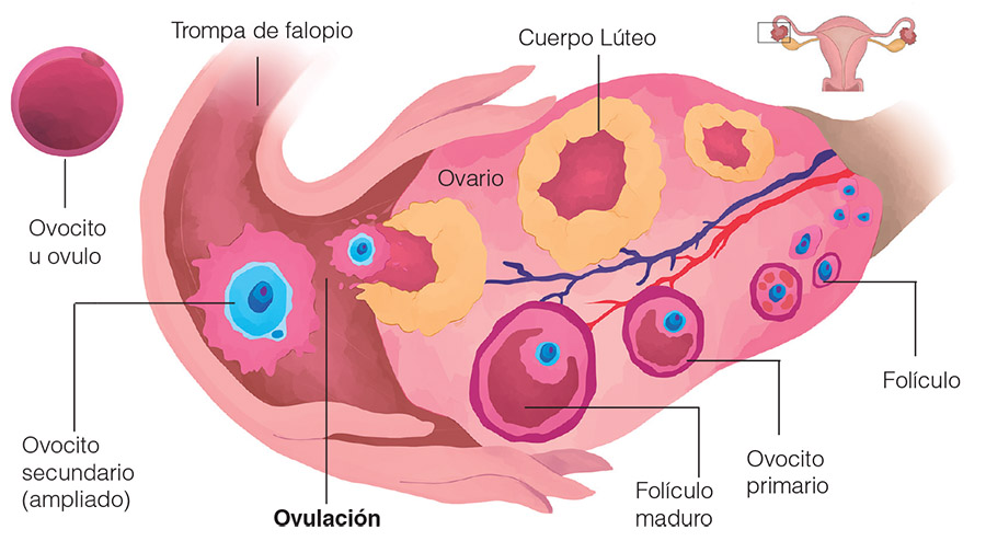 partes del ovario de la mujer