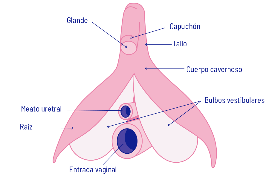 Ni 'chocho', ni 'chichi', ni 'chirla'. Se llama vulva